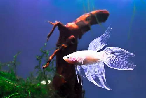 泰国斗鱼多少钱一只,泰国斗鱼超美