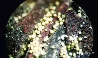 发酵金花黑茶怎么做,黑茶的金花是什么东西做的