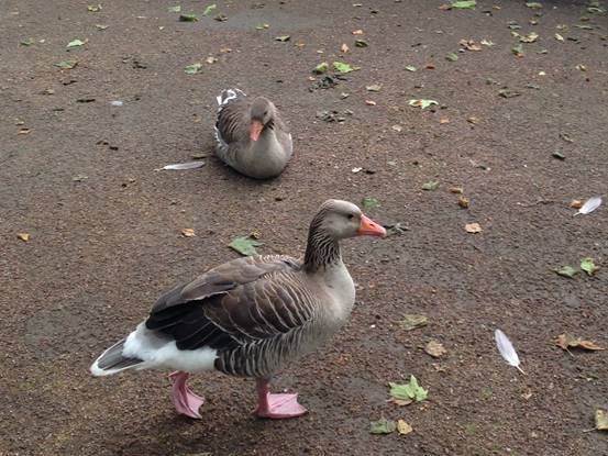 施华洛世奇白天鹅10年,马尔默全集完整版
