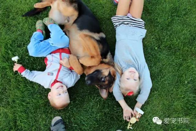 生肌散治疗犬伤口久不愈合