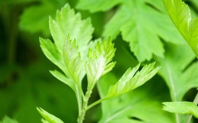 这种植物驱除蚊虫效果不亚于艾蒿,驱蚊虫草哪种最好