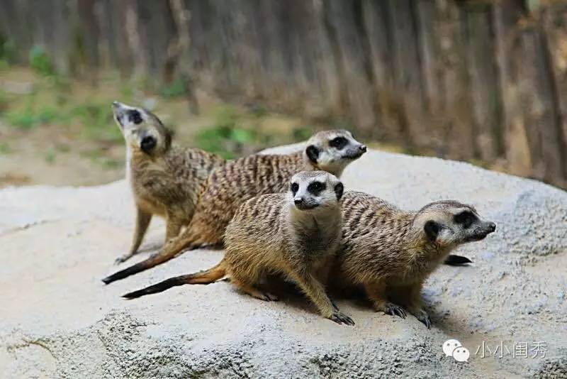 带孩子广州长隆旅游攻略,长隆动物乐园多长时间可以逛完