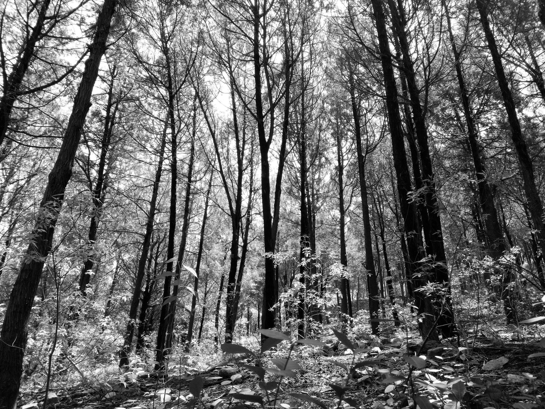 oppor9有什么好的,oppor9缺点是什么