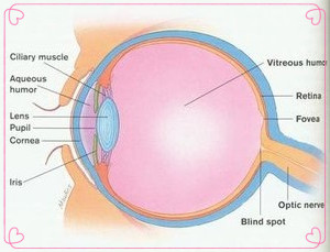 眼前有闪光感,眨眼的时候眼前有闪光感