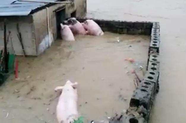 养猪人如何应对猪价变化,养猪新政策最近猪价