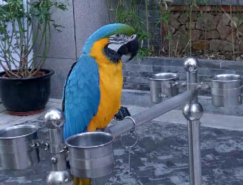 乐2手机性能,乐2手机测评