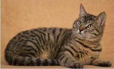 哪几种猫都是稀有猫,各种品种的猫哪种猫最好