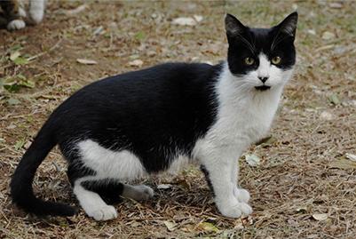 哪几种猫都是稀有猫,各种品种的猫哪种猫最好