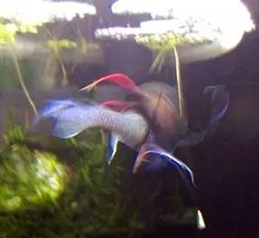 血脉奋“斗”历程--国斗繁殖实录（1）生命的起源