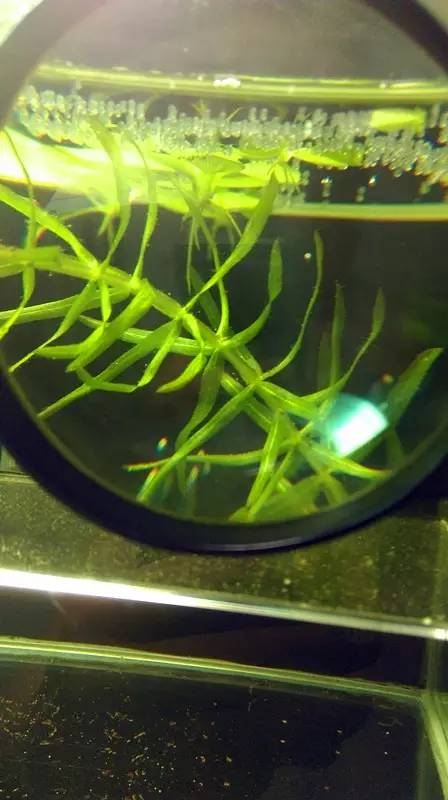 血脉奋“斗”历程--国斗繁殖实录（1）生命的起源