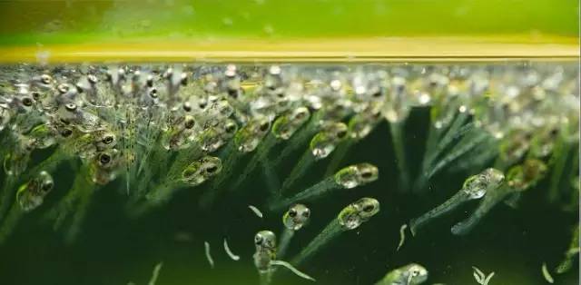 血脉奋“斗”历程--国斗繁殖实录（1）生命的起源