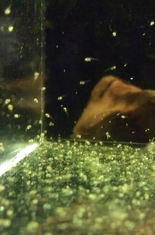 血脉奋“斗”历程--国斗繁殖实录（1）生命的起源