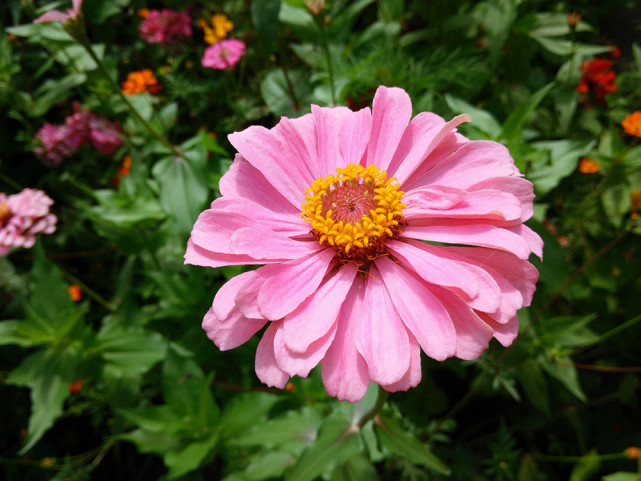 小米max一款超大手机,小米max和小米max2性能测评