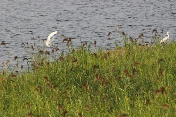 临朐人真实感受,临朐人看寿光