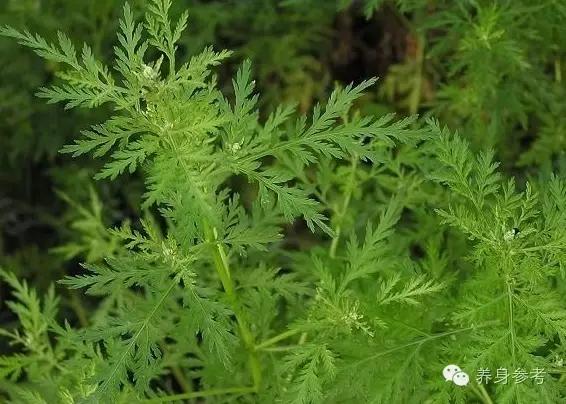 路边的野草也能降血压!你想不到的降压方法就在这~