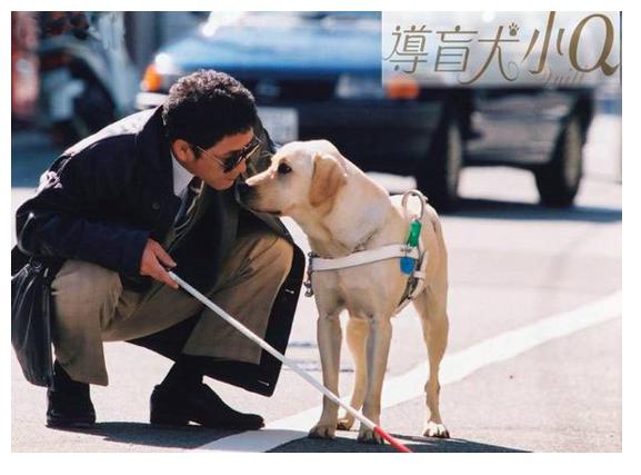 导盲犬小q动漫片影评,导盲犬小q电影总结
