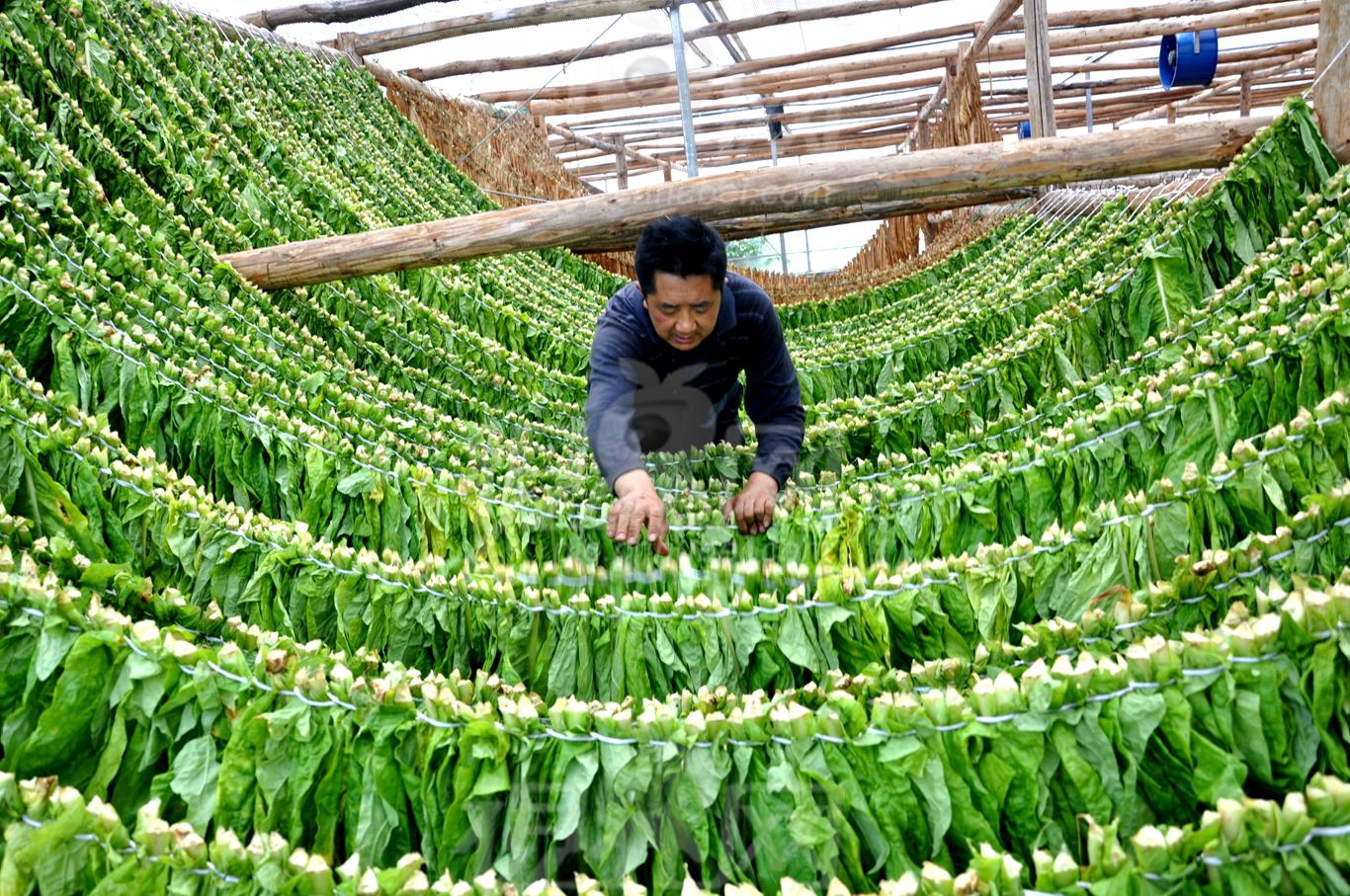 关于世界戒烟日的来历,国际戒烟日