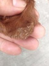 在家轻轻松松把狗狗的螨虫治掉你学会了吗？