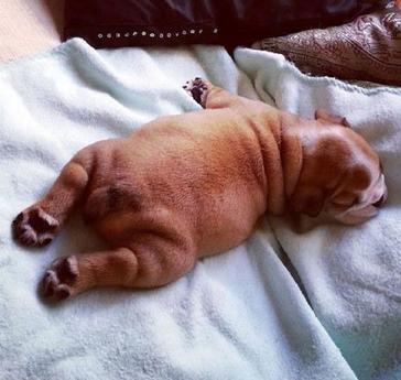 比熊犬晚上精力旺盛的很正常吗,比熊狗夜晚不睡觉怎么回事