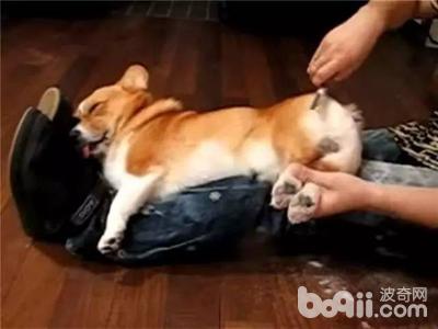 柯基屁屁脏了怎么办,柯基屁屁毛少怎么办