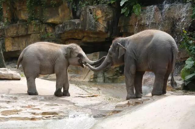 长隆适合小朋友玩的地方,长隆有哪些小朋友可以玩的项目