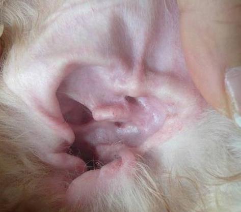 狗狗耳朵脏,该怎么清理?教你5大招,简单易学又省钱!