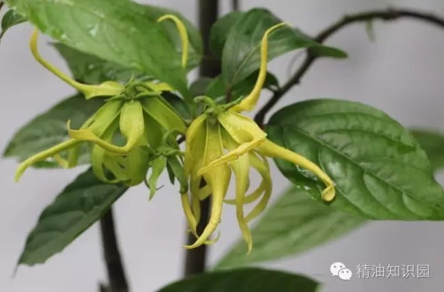 依兰精油特点,依兰和依兰精油有什么区别