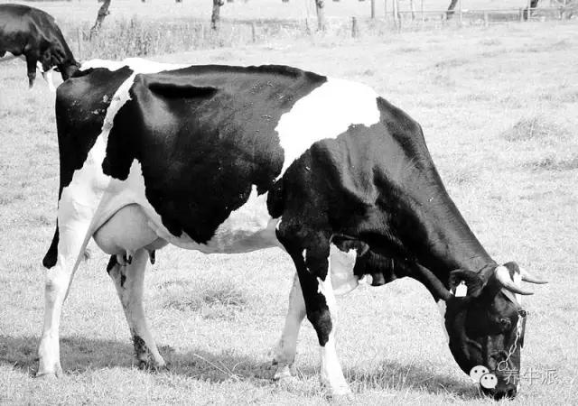 葡萄糖酸钙对猪副作用,葡萄糖酸钙注射液对牛的作用