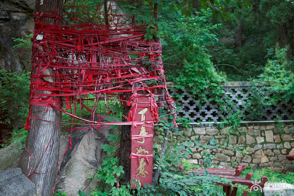 为什么古树都要拴红绳,往古树上拴红绳什么意思