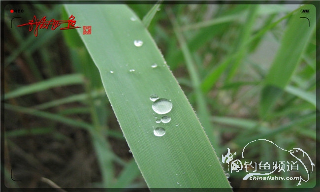 风雨无阻之我爱飞鱼去‘*欢寻**’!