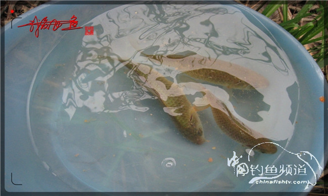 风雨无阻之我爱飞鱼去‘*欢寻**’!