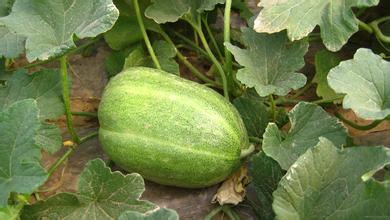 甜瓜到底是毒瓜吗,甜瓜又叫香瓜吗