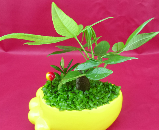 发财树的养殖方法与注意事项,发财树养殖方法和注意事项有哪些