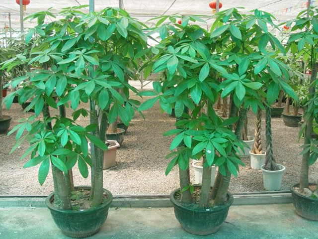 发财树的养殖方法与注意事项,发财树养殖方法和注意事项有哪些