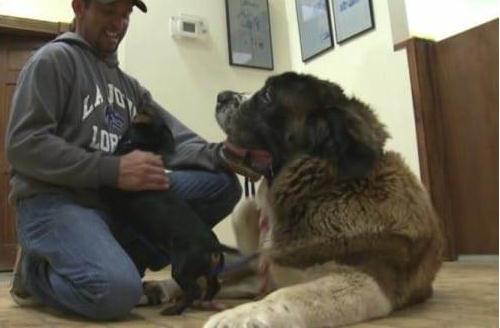 为救主人狗狗舍命相救,为救主人还剩半张脸的狗狗