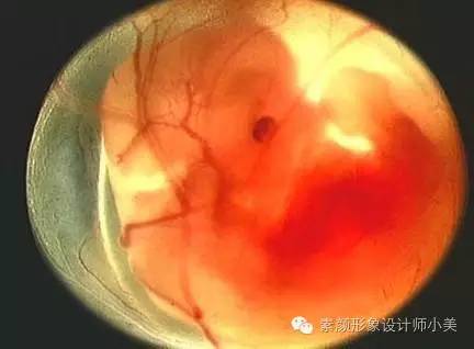 孕育课堂:怀孕八周胎儿发育与孕妈变化