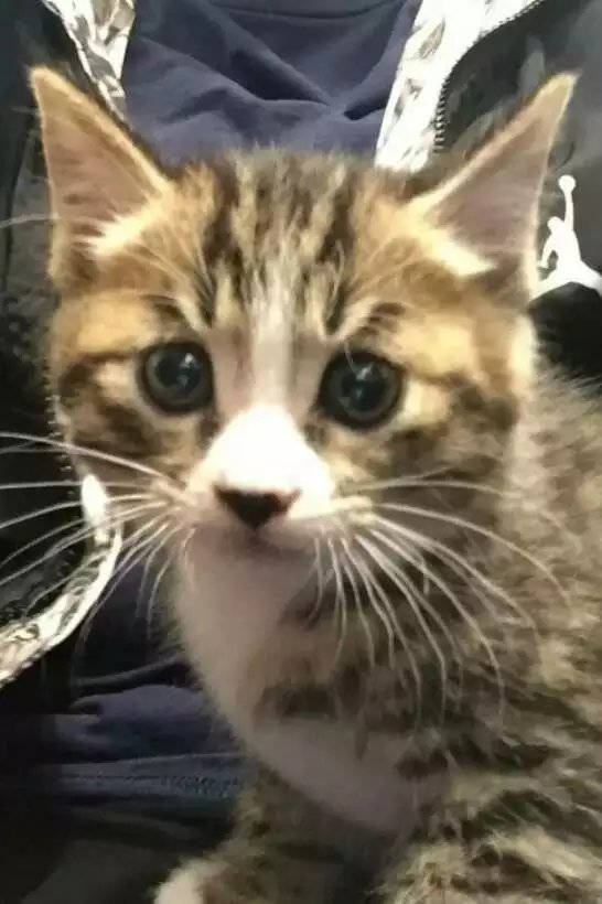 憨咪黄豆豆的幸福猫生