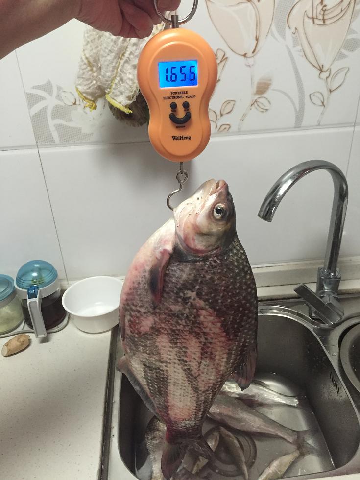 野钓风浪大钓鳊鱼,仲春如何野钓鳊鱼