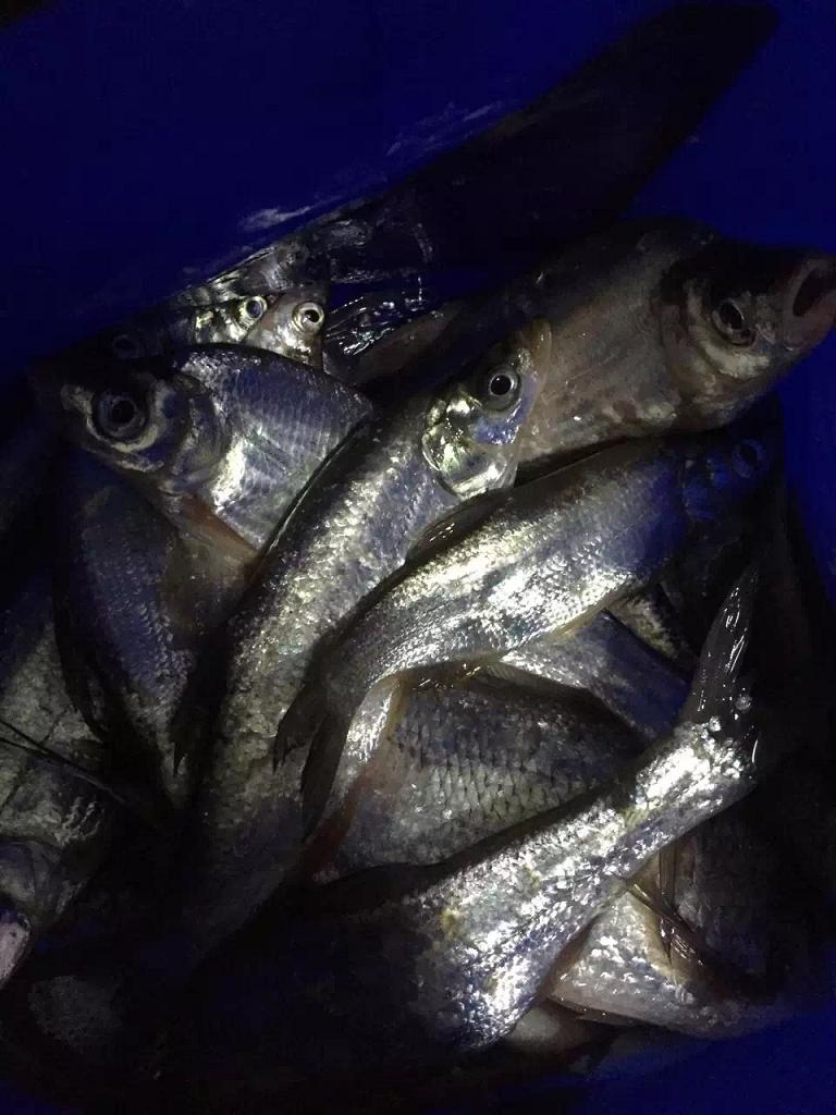 野钓风浪大钓鳊鱼,仲春如何野钓鳊鱼