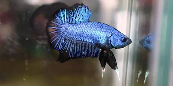 泰国斗鱼多少钱一只,泰国斗鱼超美