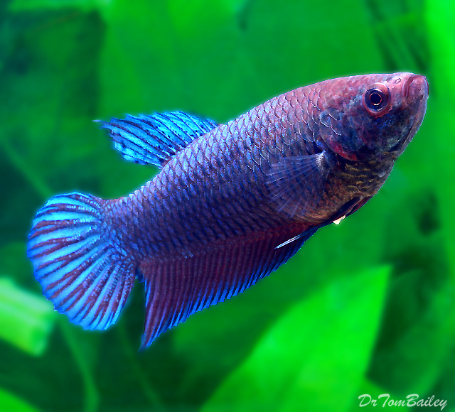 泰国斗鱼多少钱一只,泰国斗鱼超美