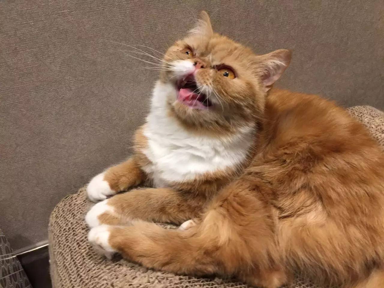 泰国斗鱼多少钱一只,泰国斗鱼超美