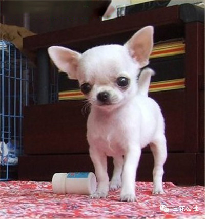 各种狗狗及其身价，狗迷们赶紧收藏起来