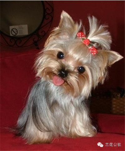 各种狗狗及其身价，狗迷们赶紧收藏起来