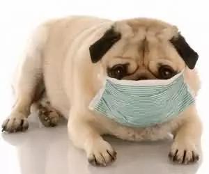 成年犬咳嗽会自愈吗,养狗常见病及症状如何治疗