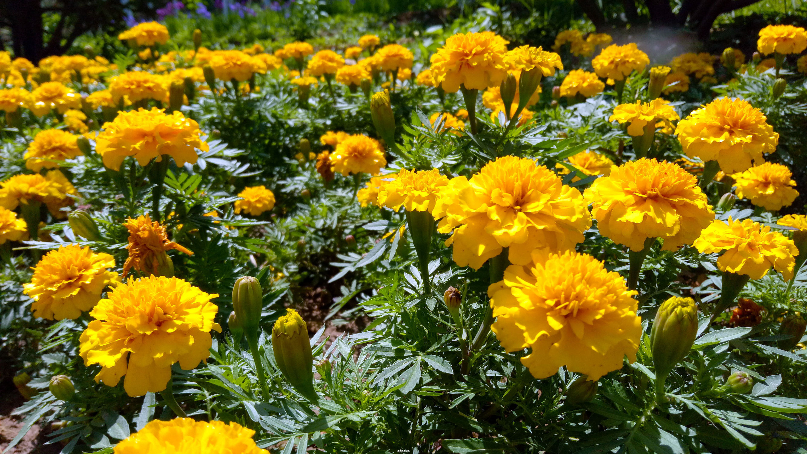 oppor9有什么好的,oppor9缺点是什么