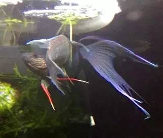 血脉奋“斗”历程--国斗繁殖实录（1）生命的起源