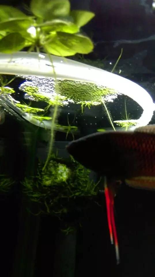 血脉奋“斗”历程--国斗繁殖实录（1）生命的起源