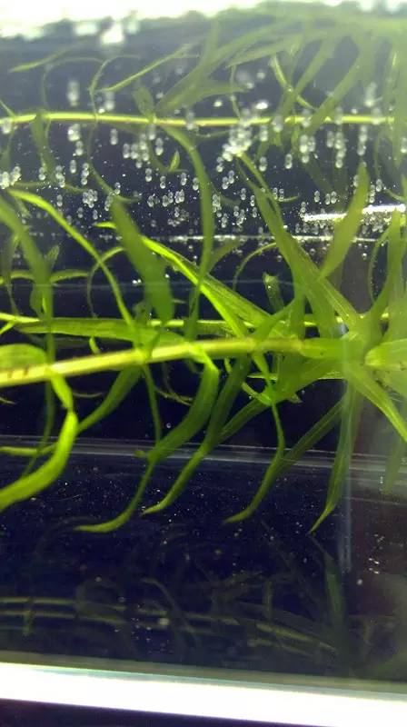 血脉奋“斗”历程--国斗繁殖实录（1）生命的起源