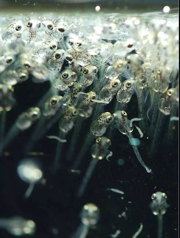 血脉奋“斗”历程--国斗繁殖实录（1）生命的起源